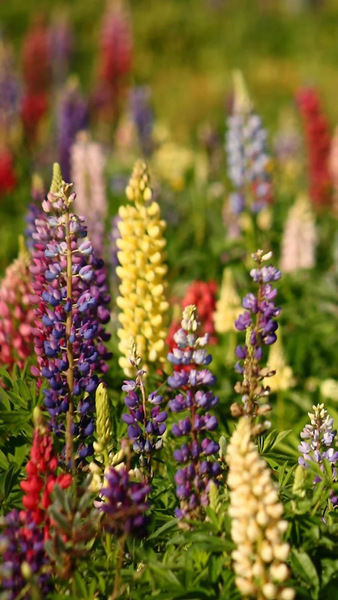 Floral wallpapers - عکس برنامه موبایلی اندروید