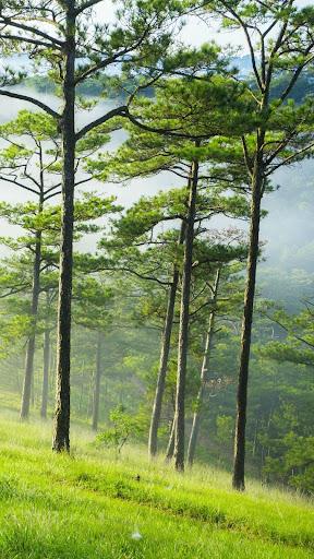 Forest wallpapers - عکس برنامه موبایلی اندروید
