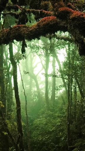 Forest wallpapers - عکس برنامه موبایلی اندروید