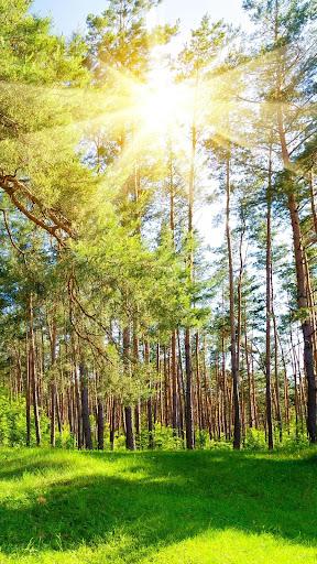 Forest wallpapers - عکس برنامه موبایلی اندروید