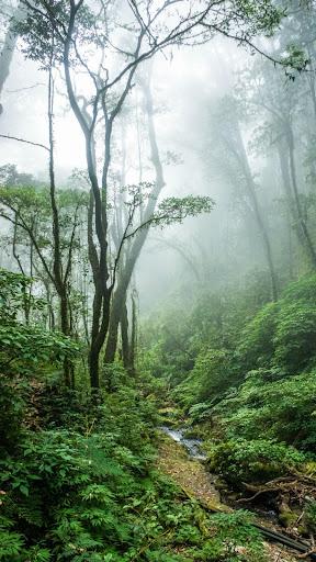 Forest wallpapers - عکس برنامه موبایلی اندروید