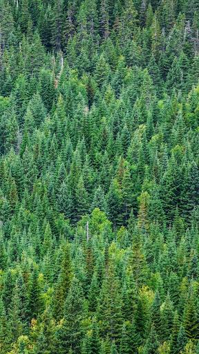 Forest wallpapers - عکس برنامه موبایلی اندروید