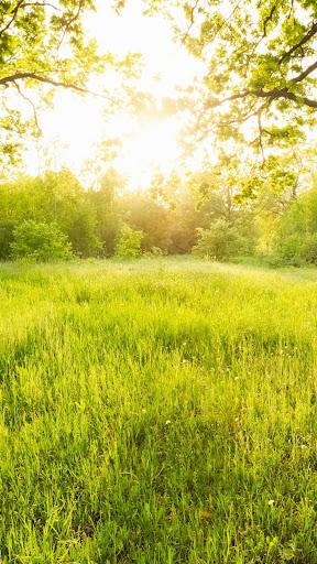 Forest wallpapers - عکس برنامه موبایلی اندروید