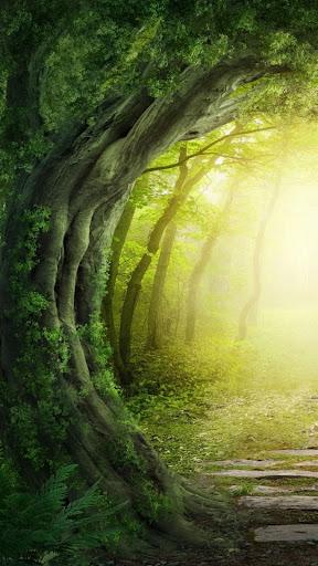 Forest wallpapers - عکس برنامه موبایلی اندروید