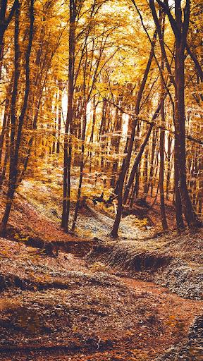 Forest wallpapers - عکس برنامه موبایلی اندروید