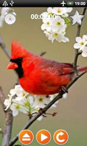 Birds Calls Sounds - Image screenshot of android app