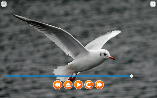 Birds Calls Sounds - Image screenshot of android app