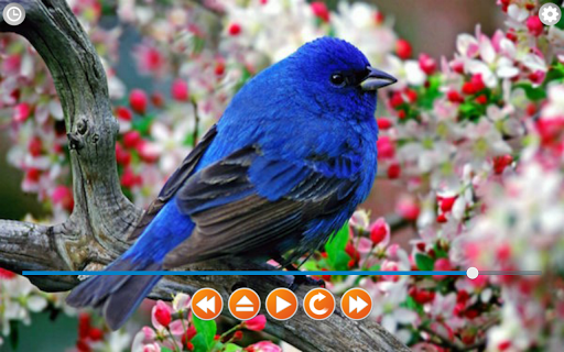 Birds Calls Sounds - Image screenshot of android app