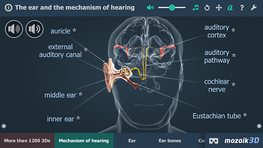 The mechanism of hearing 3D - عکس برنامه موبایلی اندروید