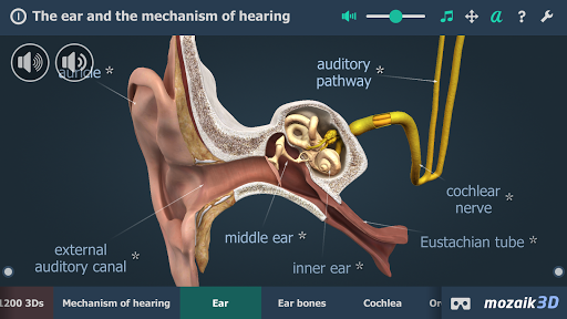 The mechanism of hearing 3D - عکس برنامه موبایلی اندروید