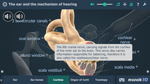 The mechanism of hearing 3D - Image screenshot of android app