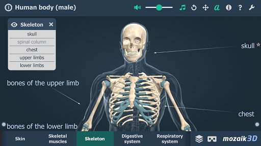 Human body (male) 3D scene - Image screenshot of android app