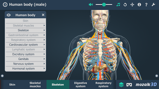 Human body (male) 3D scene - Image screenshot of android app