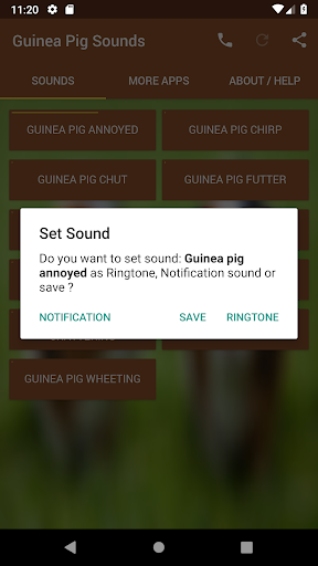 Guinea Pig Sounds - Image screenshot of android app