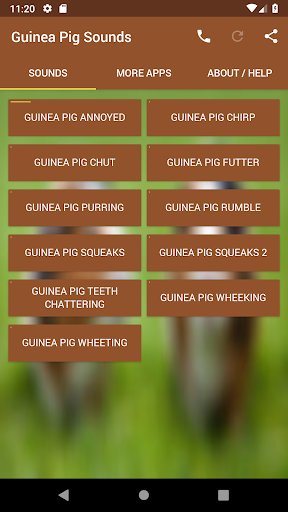 Guinea Pig Sounds - Image screenshot of android app