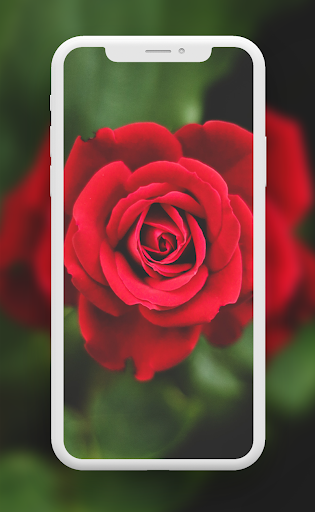 Rose wallpaper - Image screenshot of android app