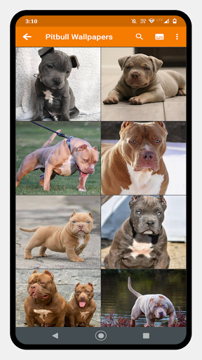 Pitbull Dog Wallpaper - Image screenshot of android app
