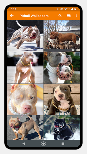 Pitbull Dog Wallpaper - Image screenshot of android app