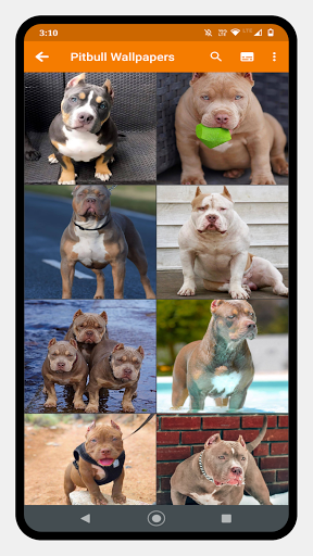 Pitbull Dog Wallpaper - Image screenshot of android app