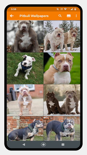 Pitbull Dog Wallpaper - Image screenshot of android app