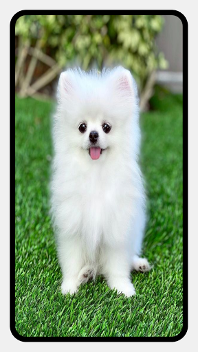 Pomeranian Dog Wallpapers - عکس برنامه موبایلی اندروید