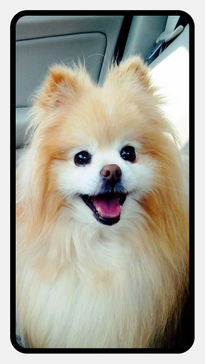 Pomeranian Dog Wallpapers - Image screenshot of android app