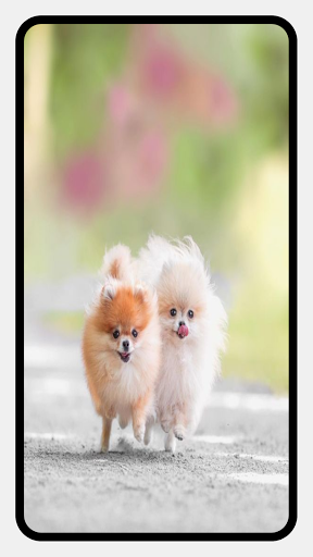Pomeranian Dog Wallpapers - عکس برنامه موبایلی اندروید
