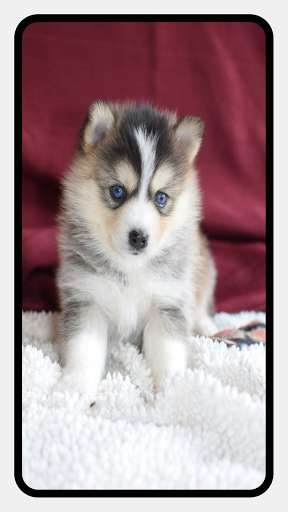 Pomeranian Dog Wallpapers - عکس برنامه موبایلی اندروید