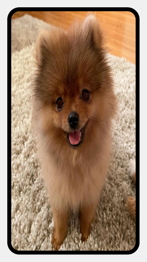 Pomeranian Dog Wallpapers - عکس برنامه موبایلی اندروید