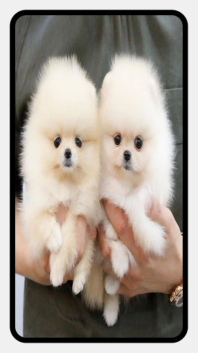Pomeranian Dog Wallpapers - عکس برنامه موبایلی اندروید