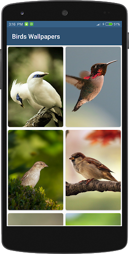 Bird Wallpapers HD - عکس برنامه موبایلی اندروید