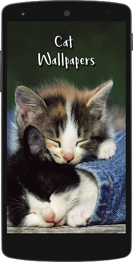 Cute Cat HD Wallpapers - عکس برنامه موبایلی اندروید