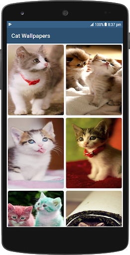 Cute Cat HD Wallpapers - Image screenshot of android app