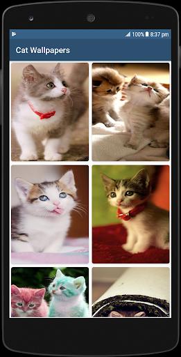 Cute Cat Hd Wallpapers For Android Cafe Bazaar - Wallpaper Mobile Phone Cat Cute Cat Hd Wallpapers For Android Cafe Bazaar - Wallpaper Mobile Phone Cat