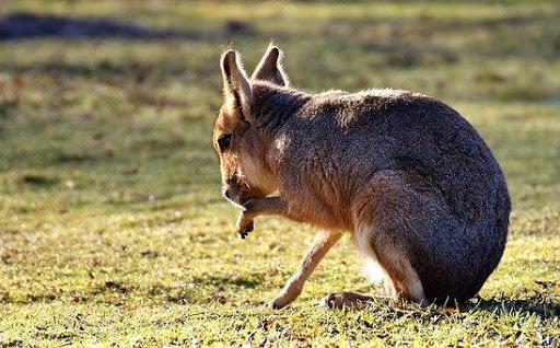 Animal Images App - Image screenshot of android app