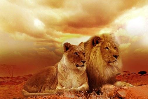 Animal Images App - Image screenshot of android app