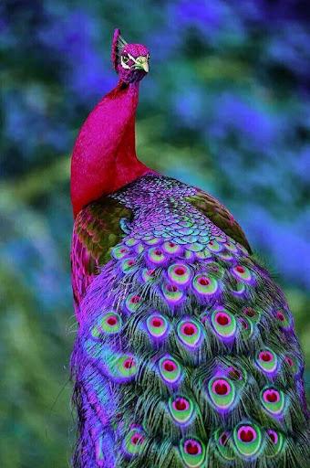 Birds Images App - Image screenshot of android app