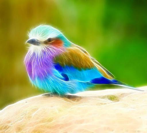 Birds Images App - Image screenshot of android app