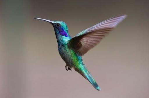 Birds Images App - Image screenshot of android app