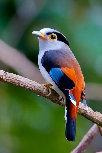 Birds Images App - Image screenshot of android app