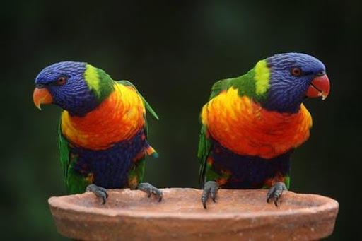 Birds Images App - Image screenshot of android app