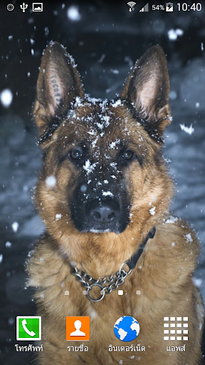 German Shepherd Wallpaper - Image screenshot of android app