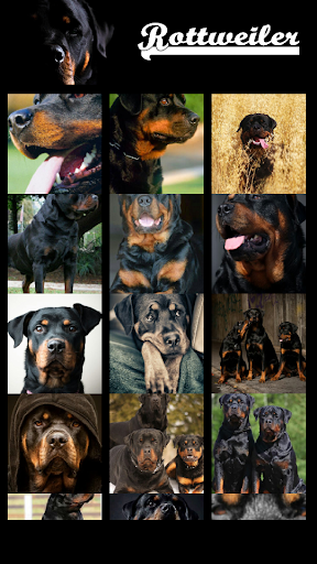 Rottweiler Wallpaper - عکس برنامه موبایلی اندروید