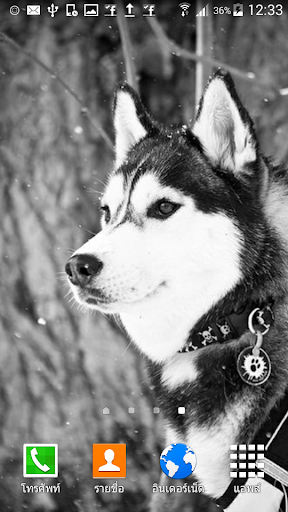 Siberian Husky Wallpaper - عکس برنامه موبایلی اندروید