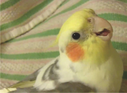 Cockatiel Sounds Offline Mp3 - Image screenshot of android app