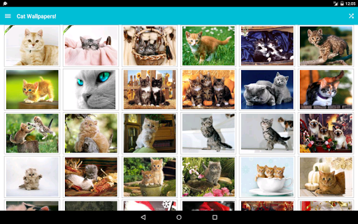 Cat Wallpapers! - Image screenshot of android app