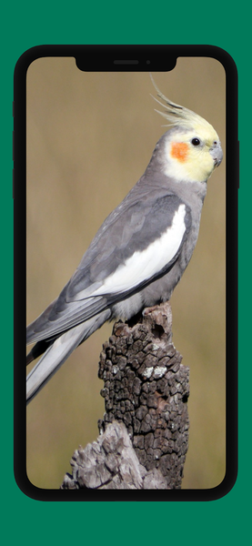 Awesome Cockatiel Sounds mp3 - Image screenshot of android app