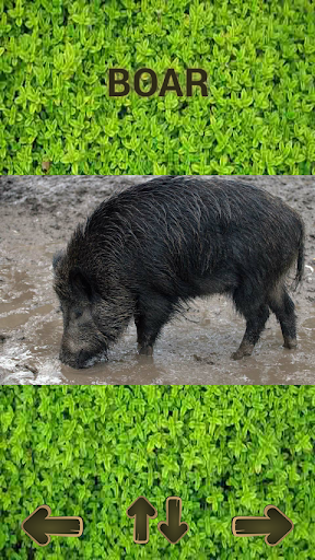 ZOO sounds quiz - عکس برنامه موبایلی اندروید