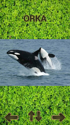 ZOO sounds quiz - عکس برنامه موبایلی اندروید