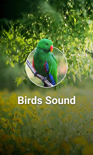 Bird Sounds - عکس برنامه موبایلی اندروید